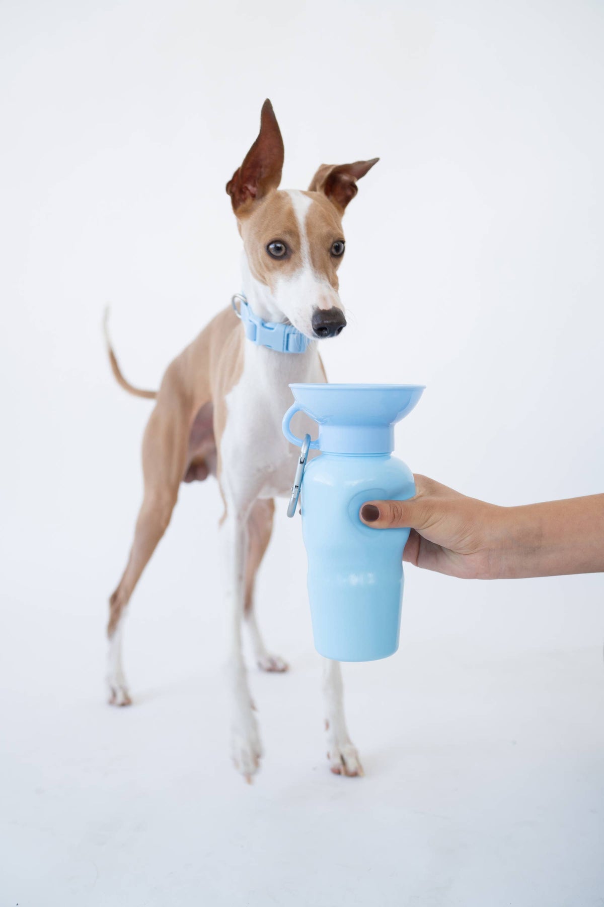 Award-Winning Springland Dog Travel Water Bottle | As Seen on Shark Tank & Oprah's Favorite Things