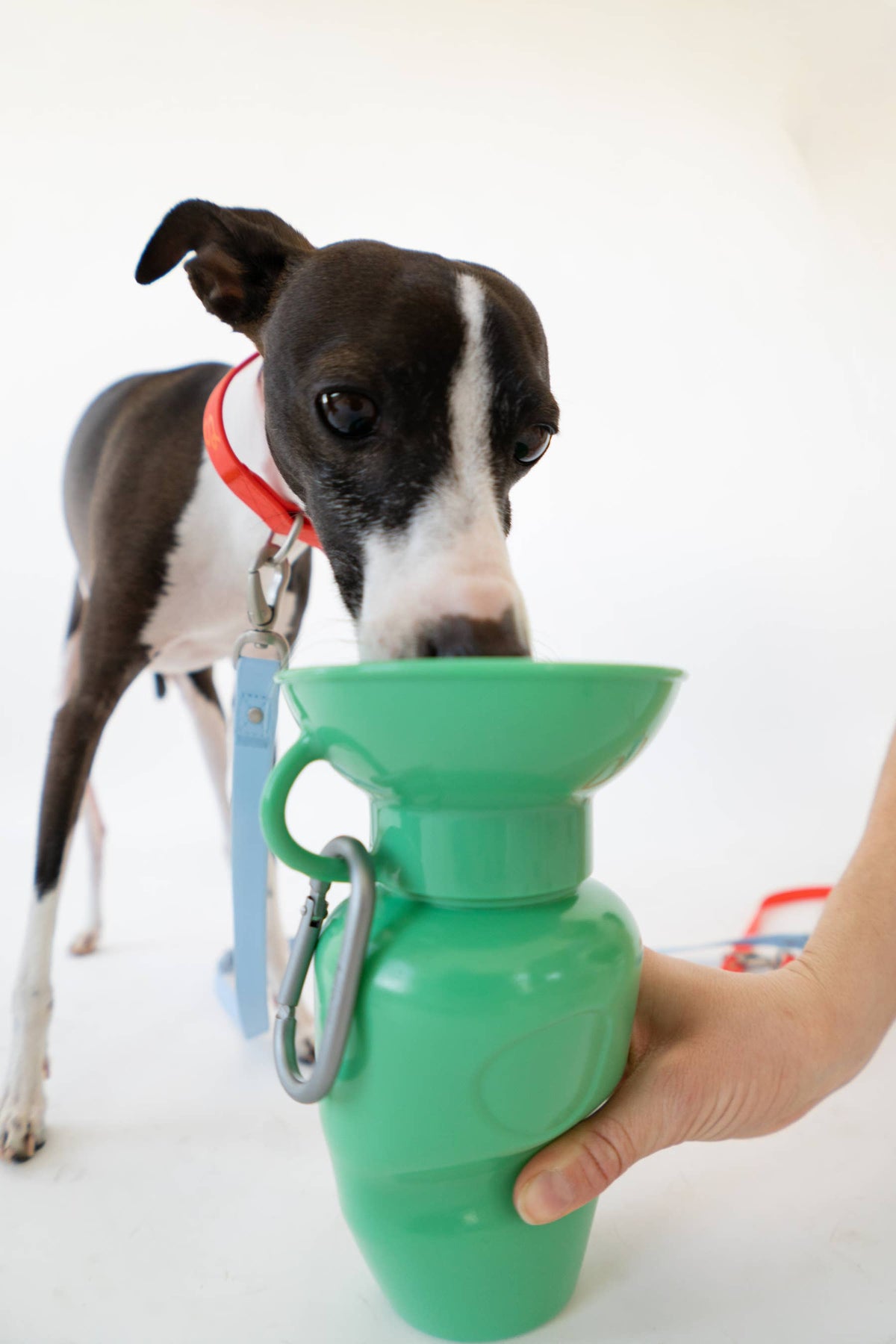 Award-Winning Springland Dog Travel Water Bottle | As Seen on Shark Tank & Oprah's Favorite Things