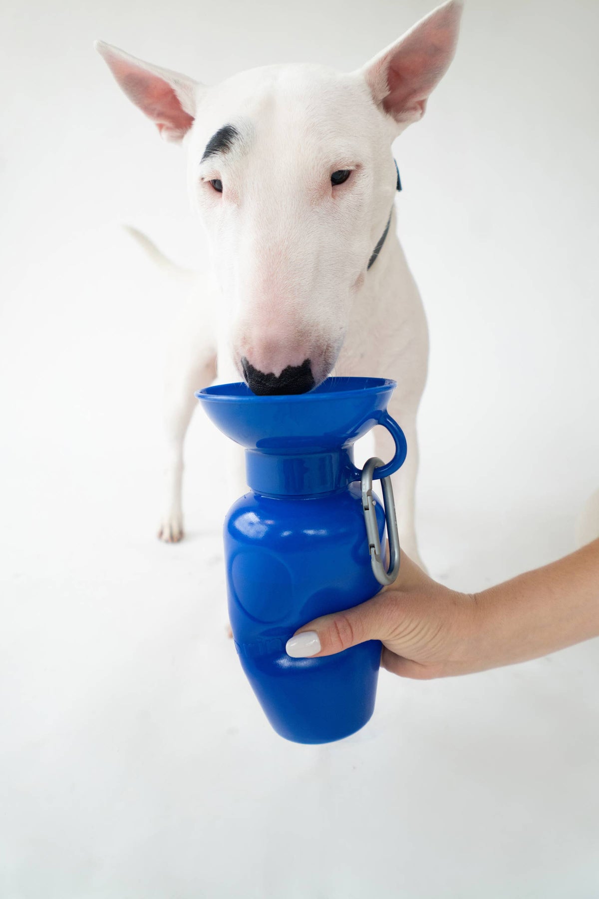 Award-Winning Springland Dog Travel Water Bottle | As Seen on Shark Tank & Oprah's Favorite Things