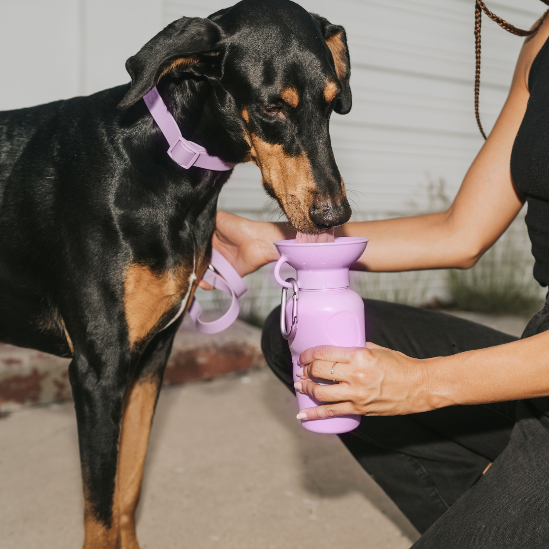 Award-Winning Springland Dog Travel Water Bottle | As Seen on Shark Tank & Oprah's Favorite Things