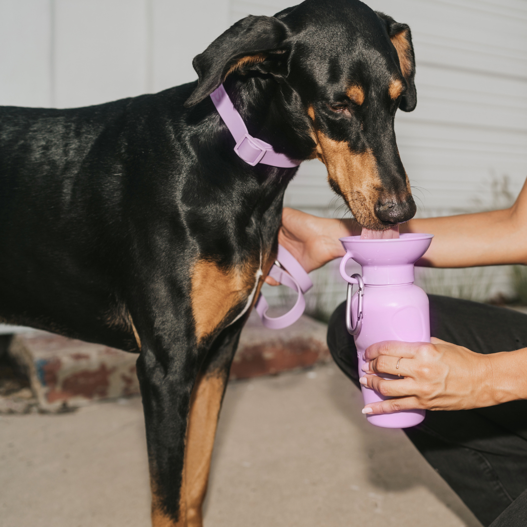 Award-Winning Springland Dog Travel Water Bottle | As Seen on Shark Tank & Oprah's Favorite Things