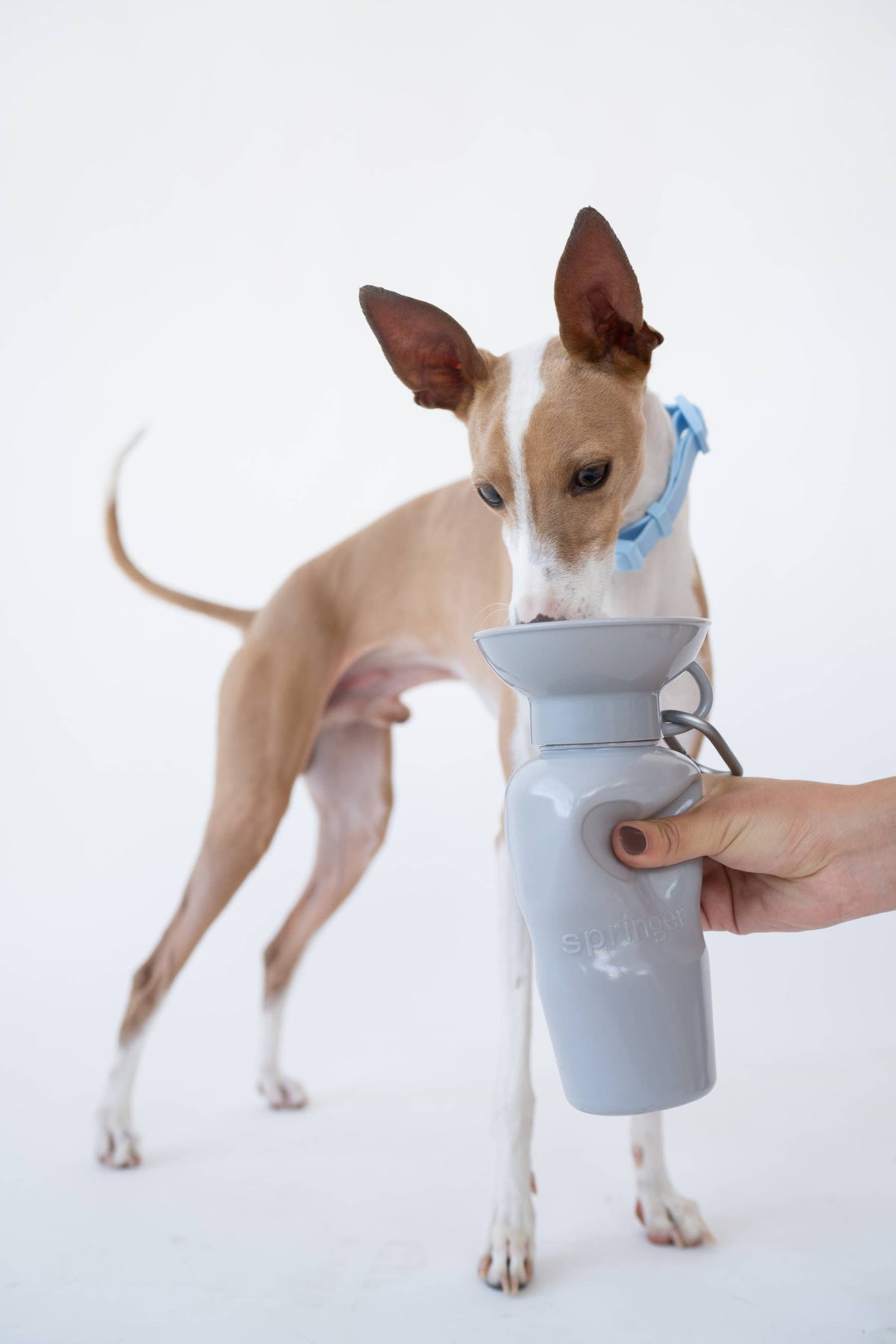Award-Winning Springland Dog Travel Water Bottle | As Seen on Shark Tank & Oprah's Favorite Things